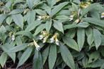Impatiens omeiana ‘Ice Storm’, Tuin en Terras, Planten | Tuinplanten, Overige soorten, Vaste plant, Ophalen of Verzenden, Halfschaduw