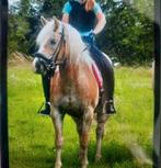 Super lieve halflinger merrie 8jaar, Merrie