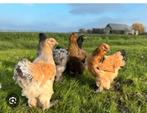 Brahma Hennen, Dieren en Toebehoren, Pluimvee, Vrouwelijk, Kip