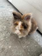 Dwerg konijn, Dieren en Toebehoren, Konijnen, Mannelijk, Dwerg, 0 tot 2 jaar