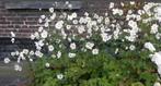 Witte anemonen = mooie herfstbloeier, Volle zon, Vaste plant, Herfst, Ophalen