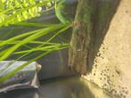 Wildkleur neocardina garnalen, Dieren en Toebehoren