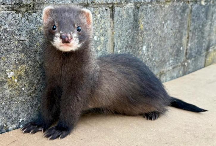 Jonge mannelijke fret, Dieren en Toebehoren, Overige Dieren, Mannelijk, Juni