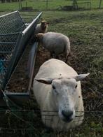 Volwassen ooien, Dieren en Toebehoren, Schapen, Geiten en Varkens, Vrouwelijk, Schaap, 3 tot 5 jaar