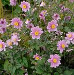 herfstanemoon 7 tot 10 stuks anemone hupehensis, Tuin en Terras, Planten | Tuinplanten, Zomer, Vaste plant, Overige soorten, Ophalen