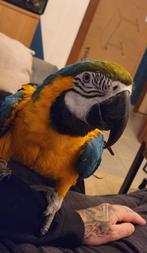 Ara ararauna femelle, Femelle, Perroquet, Parleur