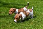 Jack Russell pups te koop, Dieren en Toebehoren, Honden | Jack Russells en Terriërs, CDV (hondenziekte), Meerdere, 8 tot 15 weken