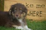 Australische herder pups ,Aussi, Australian shepherd, België, 15 weken tot 1 jaar, Meerdere, Meerdere dieren