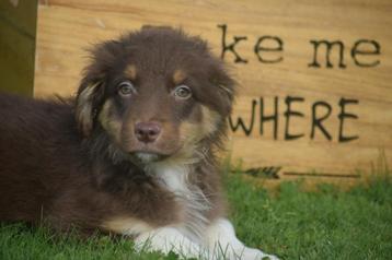 Australische herder pups ,Aussi, Australian shepherd beschikbaar voor biedingen