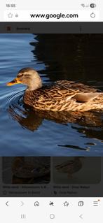 Wilde eend ( vrouwtje), Dieren en Toebehoren, Pluimvee, Eend