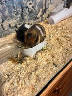 Hamsters zeer lief en gratis, Dieren en Toebehoren, Reptielen en Amfibieën, Overige soorten, Met terrarium, 0 tot 2 jaar