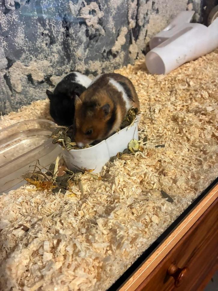 Hamsters zeer lief en gratis, Dieren en Toebehoren, Reptielen en Amfibieën, Overige soorten, 0 tot 2 jaar, Met terrarium