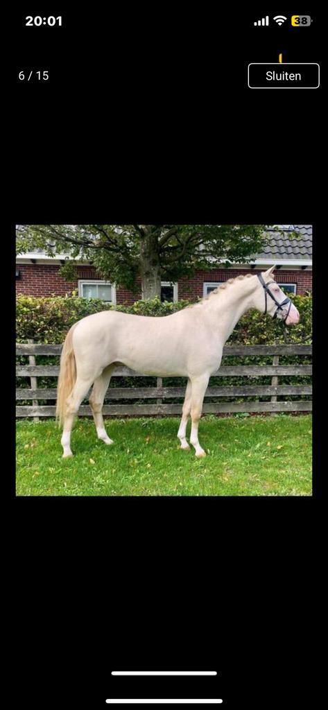 Nrps, Dieren en Toebehoren, Pony's, Hengst, B, E pony (1.48m - 1.57m), Dressuurpony, 3 tot 6 jaar, Met stamboom, Gechipt, Ontwormd