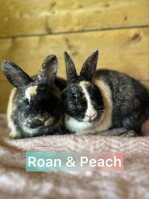 Ter adoptie gecastreerde ram en voedster, Dieren en Toebehoren, Konijnen