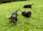 Super lieve ruwharige dwergteckel pups in huis grootgebracht, Dieren en Toebehoren, Honden | Teckels en Dashonden, België, Fokker | Hobbymatig