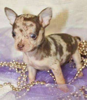 chihuahua pups t.cup & mini raszuiver zeer mooie ! kleintjes, 8 à 15 semaines, Plusieurs, Éleveur | Loisir, Parvovirose