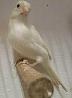 mooie kanaries, Dieren en Toebehoren, Vogels | Kanaries