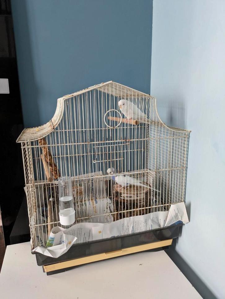 Vogel/kanarie/papegaaienkooi, Dieren en Toebehoren, Vogels | Hokken en Kooien, Gebruikt, Vogelkooi, Metaal, Ophalen