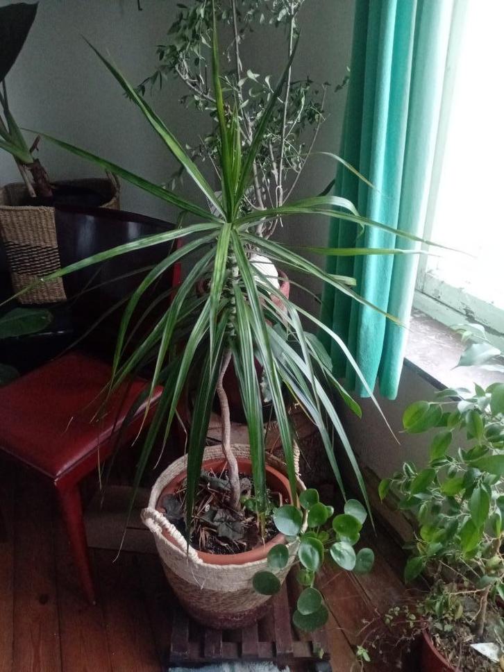 Yuka, Huis en Inrichting, Kamerplanten, Overige soorten, Ophalen