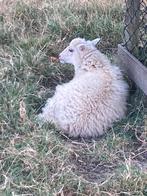 Ouessant schaapjes, Dieren en Toebehoren, Meerdere dieren, Schaap, 0 tot 2 jaar