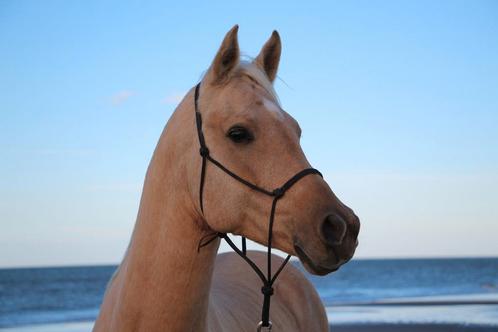 Palomino arabian horse, Dieren en Toebehoren, Paarden, Hengst