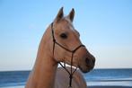 Palomino arabian horse, Hengst