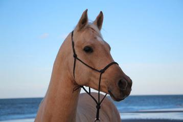 Palomino arabian horse