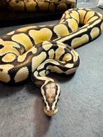Desert ghost het piebald man Python Regius Ball Python, Dieren en Toebehoren, Slang, Tam, 0 tot 2 jaar