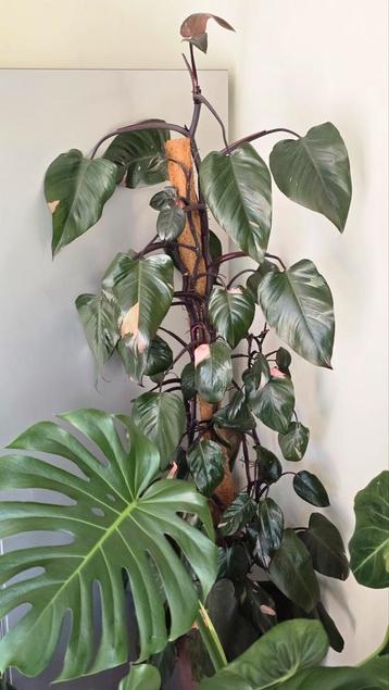 Philodendron Pink Princes (PPP) +- 1m50 op klimpaal beschikbaar voor biedingen