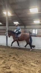 Bij rijpaard gezocht, Animaux & Accessoires, Chevaux