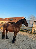 Halve stal - Zemst, Dieren en Toebehoren, Paarden, Ruin