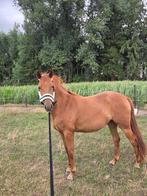 3 Jarige Merrie Te Koop, Dieren en Toebehoren, Merrie, Minder dan 160 cm, Gechipt, Dressuurpaard
