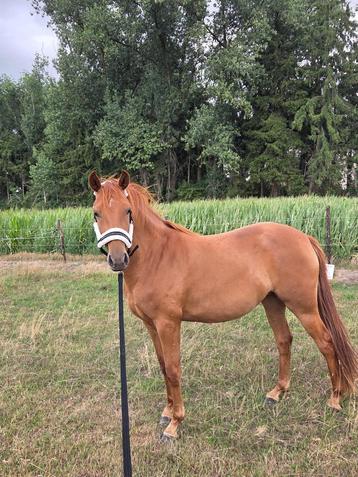 3 Jarige Merrie Te Koop, Cheval de dressage, Moins de 160 cm, Vermifugé, Non dressé