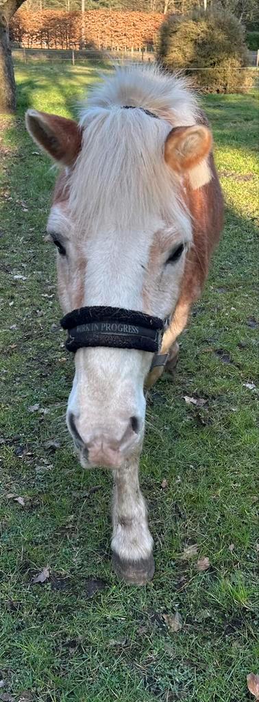 Topbrave haflinger 200% bomproof, Dieren en Toebehoren, Pony's, Ruin, B, D pony (1.37m tot 1.48m), Tuigpony, 11 jaar of ouder