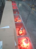 Brahma kuikens kuikentjes, allemaal hennen, Femelle, Poule ou poulet