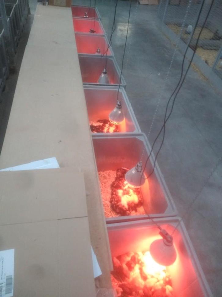 Brahma kuikens kuikentjes, allemaal hennen, Dieren en Toebehoren, Pluimvee, Kip, Vrouwelijk