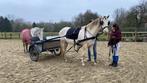 Sulky te koop, Dieren en Toebehoren, Rijtuigen en Koetsen, Zo goed als nieuw, Sulky, Paard of Pony