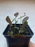 Rode vlinderplant, Huis en Inrichting, Kamerplanten, Ophalen, Overige soorten, Halfschaduw, Minder dan 100 cm