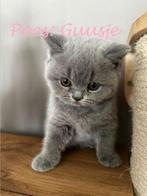 kittens Brits Korthaar met stamboom, Dieren en Toebehoren, Katten en Kittens | Raskatten | Korthaar, Meerdere dieren, Gechipt