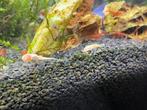 Ancistrus albino pleco, Dieren en Toebehoren, Vis, Zoetwatervis