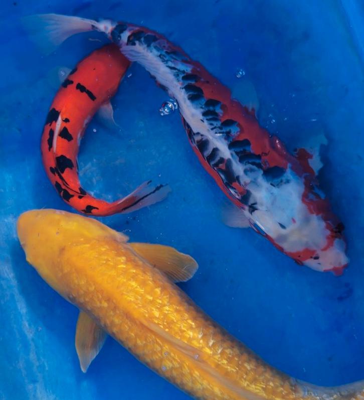 HQ Yamabuki, bekko en Sansui Japanse koi.kweker Sekigushi., Dieren en Toebehoren, Vissen | Vijvervissen