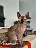 Sphynx dekkater ( niet te koop ), 3 à 5 ans