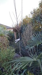 appelboom, Tuin en Terras, Ophalen, In pot