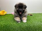 Wolfskeeshond pups, België, Keeshond, 8 tot 15 weken, CDV (hondenziekte)