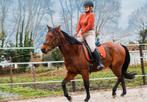 Equestrian stockholm dressuur zadeldekje, Dieren en Toebehoren, Dekje, Zo goed als nieuw, Ophalen