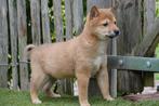 Prachtige Shiba inu pups, België, Overige rassen, CDV (hondenziekte), 8 tot 15 weken