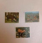Panini stickers- reeks Animals of the world, Enlèvement ou Envoi, Neuf, Animal et Nature