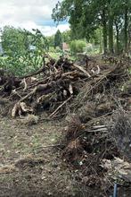 Gratis brandhout, Ophalen of Verzenden, Stammen