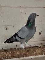 Koppel takla, Dieren en Toebehoren