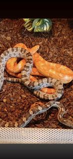 Terrarium en 2 korenslangen, Dieren en Toebehoren, Ophalen, Terrarium of Paludarium
